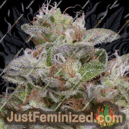 Do Si Dos by Big Head Seeds Cannabis Seeds For Sale at Just Feminized