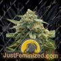 Mango Crunch by Royal Queen Cannabis Seeds For Sale at Just Feminized
