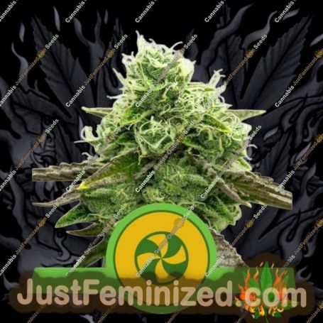 Sweet ZZ Auto by Royal Queen Cannabis Seeds For Sale at Just Feminized