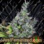 Alaskan Purple by Seedsman Cannabis Seeds For Sale at Just Feminized