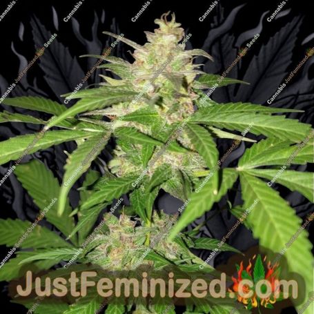 Green Crack Auto by Seedsman Cannabis Seeds For Sale at Just Feminized