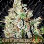 Fire OG Kush by Big Head Seeds Cannabis Seeds For Sale at Just Feminized