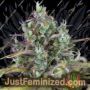 Zkittlez Auto by Seedsman Cannabis Seeds For Sale at Just Feminized