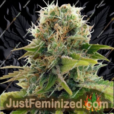 Blueberry by Seedsman Cannabis Seeds For Sale at Just Feminized
