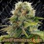 Blueberry by Seedsman Cannabis Seeds For Sale at Just Feminized