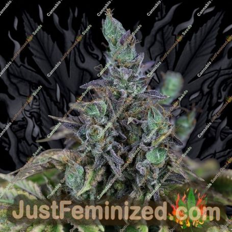 Gelato OG Auto by Seedsman Cannabis Seeds For Sale at Just Feminized