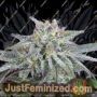 Peyote Gorilla by Seedsman Cannabis Seeds For Sale at Just Feminized