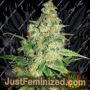Peyote Zkittlez by Seedsman Cannabis Seeds For Sale at Just Feminized