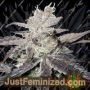 Freeze Berry Auto by Big Head Seeds Cannabis Seeds For Sale at Just Feminized