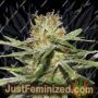 Critical XXL by Seed Stockers Cannabis Seeds For Sale at Just Feminized