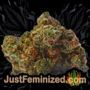Critical XXL by Seed Stockers Buds Weed Ganja Skunk Pot Reefer Dope Herb Pics Images