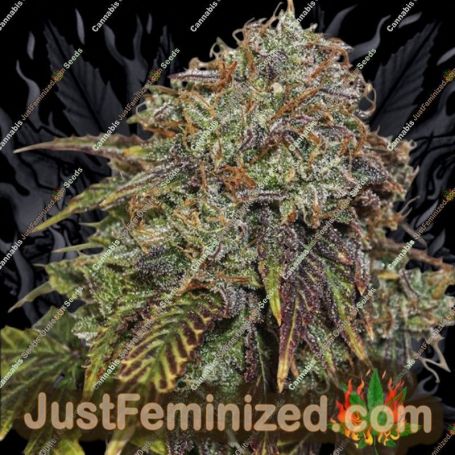 Gelato No 41 Auto by Seed Stockers Cannabis Seeds For Sale at Just Feminized
