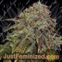 Gelato No 41 Auto by Seed Stockers Cannabis Seeds For Sale at Just Feminized