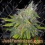 Gelato 41 by Seed Stockers Cannabis Seeds For Sale at Just Feminized