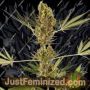Alpine Delight Auto by Sensi Seeds Cannabis Seeds For Sale at Just Feminized