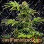 Black Harlequin by Sensi Seeds Cannabis Seeds For Sale at Just Feminized