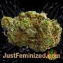 Himalayan by Sensi Seeds Buds Weed Ganja Skunk Pot Reefer Dope Herb Pics Images