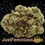 Banana Frosting by Sensi Seeds Buds Weed Ganja Skunk Pot Reefer Dope Herb Pics Images