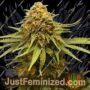Gnasha by Big Head Seeds Cannabis Seeds For Sale at Just Feminized