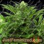 Mandarin Punch by Sensi Seeds Cannabis Seeds For Sale at Just Feminized