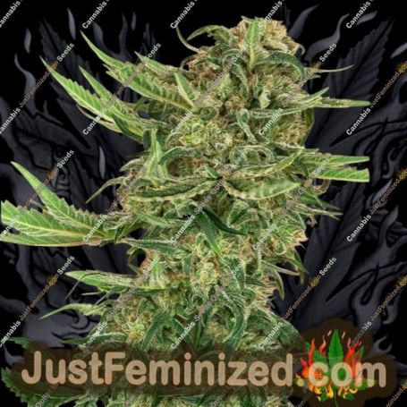 N13 Kush by Sensi Seeds Cannabis Seeds For Sale at Just Feminized