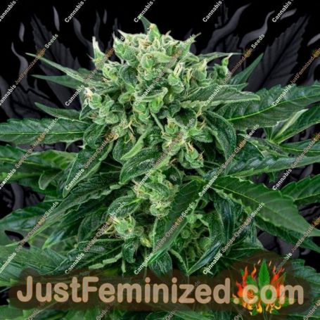 Amnesia by Sensi Seeds Cannabis Seeds For Sale at Just Feminized