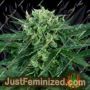 Amnesia by Sensi Seeds Cannabis Seeds For Sale at Just Feminized