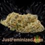 Black Domina by Sensi Seeds Buds Weed Ganja Skunk Pot Reefer Dope Herb Pics Images