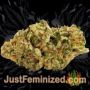 5G by Soma Seeds Buds Weed Ganja Skunk Pot Reefer Dope Herb Pics Images