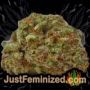 5G by Soma Seeds Buds Weed Ganja Skunk Pot Reefer Dope Herb Pics Images