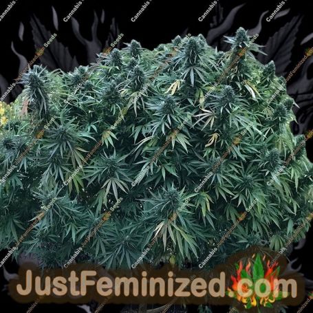 Lavnesia by Soma Seeds Cannabis Seeds For Sale at Just Feminized