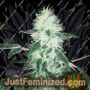 Gorilla Cookies by Big Head Seeds Cannabis Seeds For Sale at Just Feminized