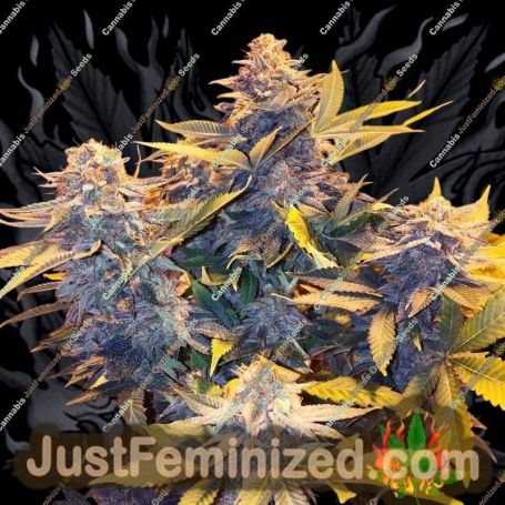 Somango Pineapple by Soma Seeds Cannabis Seeds For Sale at Just Feminized