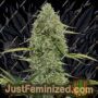 Mega Power Plant Auto by Spliff Seeds Cannabis Seeds For Sale at Just Feminized