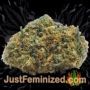 Gorilla Cookies by Big Head Seeds Buds Weed Ganja Skunk Pot Reefer Dope Herb Pics Images