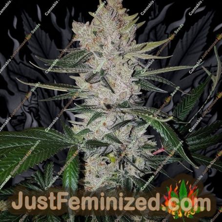 Gorilla Zkittelz by Big Head Seeds Cannabis Seeds For Sale at Just Feminized
