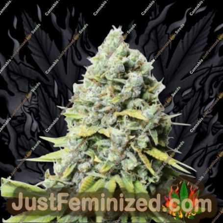 Kosher Haze by Super Sativa Seed Club Cannabis Seeds For Sale at Just Feminized