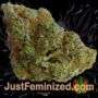 Special 84 Mixed Pack by Super Sativa Seed Club Buds Weed Ganja Skunk Pot Reefer Dope Herb Pics Images