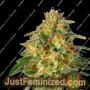 TnT Trichome by Super Sativa Seed Club Cannabis Seeds For Sale at Just Feminized
