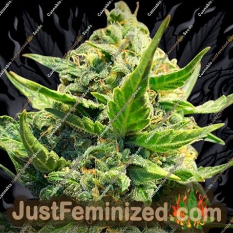 Back To The Future 2 by TasteBudz Cannabis Seeds For Sale at Just Feminized