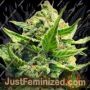 Back To The Future 2 by TasteBudz Cannabis Seeds For Sale at Just Feminized