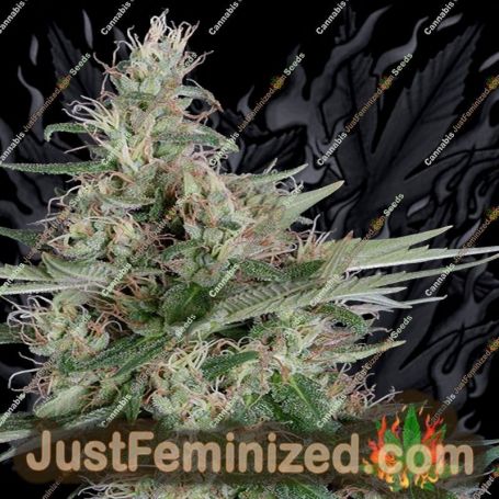 Grandaddy Banner by Big Head Seeds Cannabis Seeds For Sale at Just Feminized