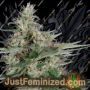 Grandaddy Banner by Big Head Seeds Cannabis Seeds For Sale at Just Feminized