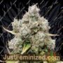 Gelonade by TasteBudz Cannabis Seeds For Sale at Just Feminized