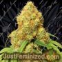 Orange Cookies Auto by TasteBudz Cannabis Seeds For Sale at Just Feminized