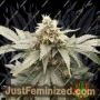 Peanut Butter Cookies by TasteBudz Cannabis Seeds For Sale at Just Feminized