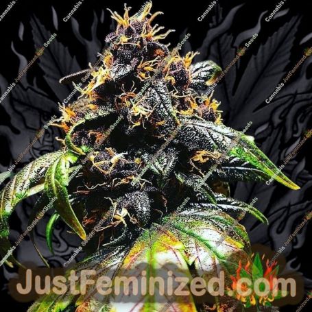 Purple Punch Auto by TasteBudz Cannabis Seeds For Sale at Just Feminized