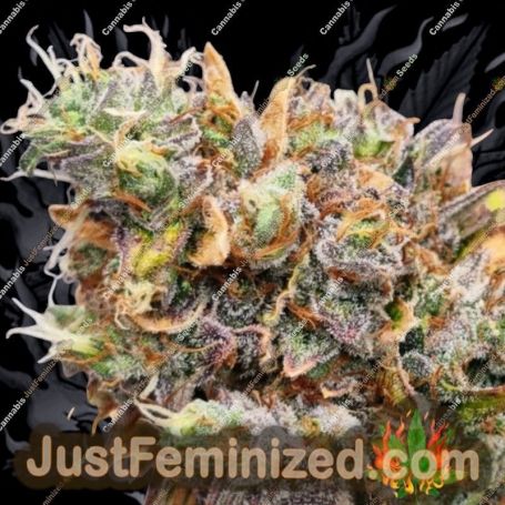 Vanilla Frosting by TasteBudz Cannabis Seeds For Sale at Just Feminized