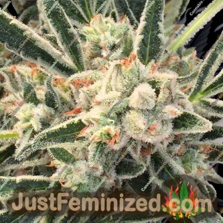 Jazz by TGA Seeds Cannabis Seeds For Sale at Just Feminized