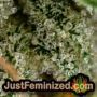 Jazz by TGA Seeds THC CBD Close Up Trichomes Potency Yield Indica Sativa Strain Pic Images